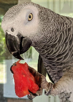 Yoshi the stolen parrot